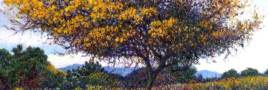 Chañar en Flor. Transfer. 45x50cm. 2016