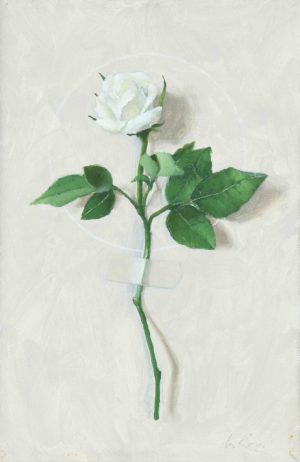 Una rosa blanca